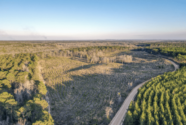 43 +/- Acres Russell Co, Alabama